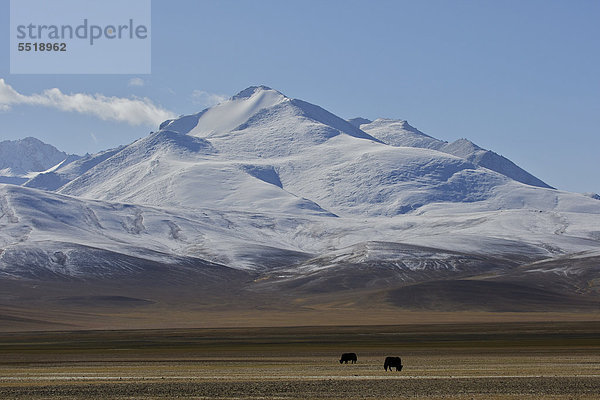 Yaks (Bos mutus) auf Hochebene im Pamir  Tadschikistan  Zentralasien