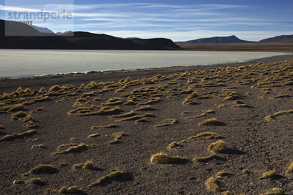 See mit Eisschollen  Atacama-Wüste  Altiplano  südliches Bolivien  Südamerika