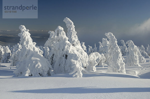 Verschneite Bäume  Winterlandschaft auf dem Brocken  Harz  Sachsen-Anhalt  Deutschland  Europa