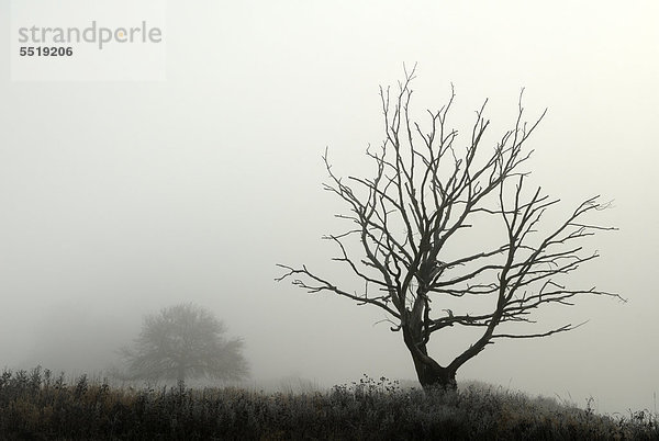 Bäume im Nebel  Herbststimmung im Biosphärenreservat Mittlere Elbe  Sachsen-Anhalt  Deutschland  Europa