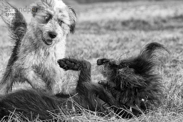 Zwei spielende Hunde auf einem Feld