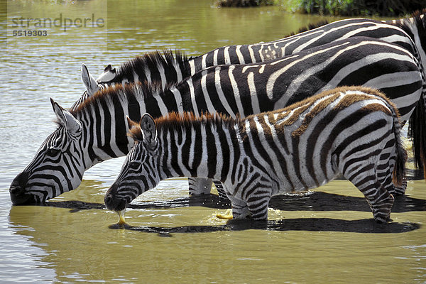 Zebras (Equus quagga) mit Jungtier beim Trinken an einem Wasserloch  Serengeti  Tansania  Afrika