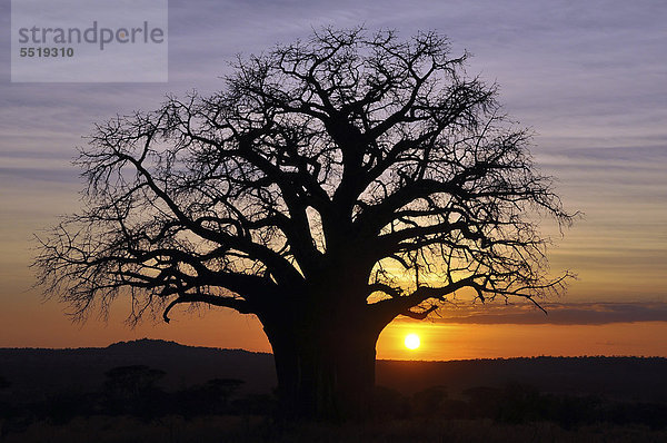 Baobab oder Affenbrotbraum  (Adansonia digitata)  Tarangire Nationalpark  Tansania  Afrika