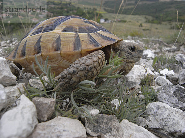 Maurische Landschildkröte (Testudo graeca)  Bulgarien  Europa
