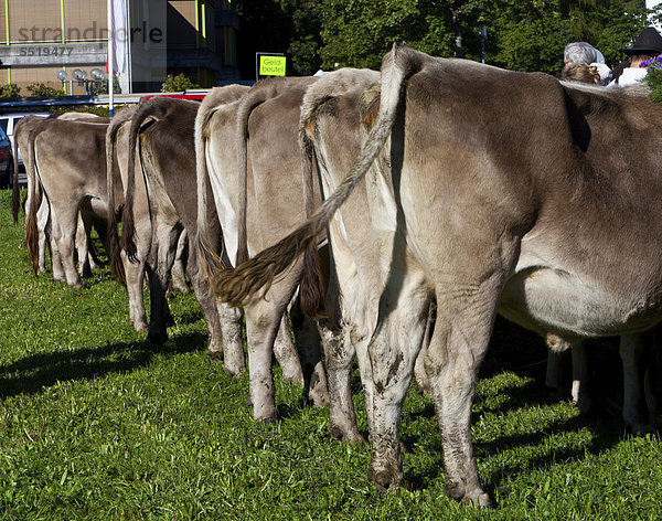 Kühe stehen nach dem Almabtrieb  Viehscheid  zum Begutachten bzw. Verkauf  Pfronten  Ostallgäu  Allgäu  Schwaben  Bayern  Deutschland  Europa  ÖffentlicherGrund