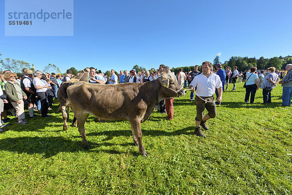 Kühe werden nach dem Almabtrieb zum Verkaufsplatz geführt  Viehscheid  Pfronten  Ostallgäu  Allgäu  Schwaben  Bayern  Deutschland  Europa  ÖffentlicherGrund