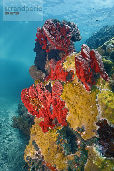 Korallenriff mit verschiedenen Korallen und Schwämmen  Saint Lucia  St. Lucia  Inseln unter dem Wind  Kleine Antillen  Karibik  Karibisches Meer