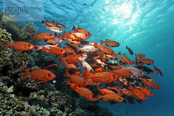 Fischschwarm Großes Barriereriff great barrier reef UNESCO-Welterbe Australien Cairns Pazifischer Ozean Pazifik Stiller Ozean Großer Ozean Queensland Fischschwarm