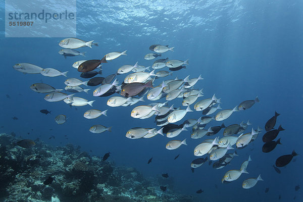 Wasser Fischschwarm offen über Großes Barriereriff great barrier reef schwimmen UNESCO-Welterbe Australien Cairns Pazifischer Ozean Pazifik Stiller Ozean Großer Ozean Queensland Riff Borstenzahndoktorfisch