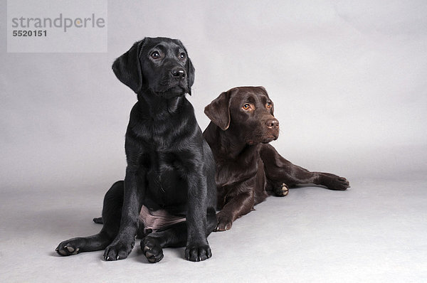 Schwarzer Labrador Retriever sitzt vor liegendem braunem Labrador Retriever