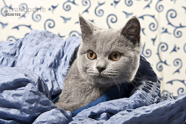 Kartäuser-Britisch-Kurzhaar-Katze in der Farbe Blau  mit Decke