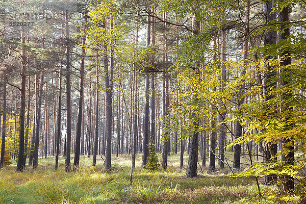 Wald im Herbst  Dahlener Heide  Sachsen  Deutschland  Europa