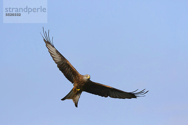 Roter Milan  Gabelweihe (Milvus milvus) im Flug  blauer Himmel  Mittelwales  Großbritannien  Europa