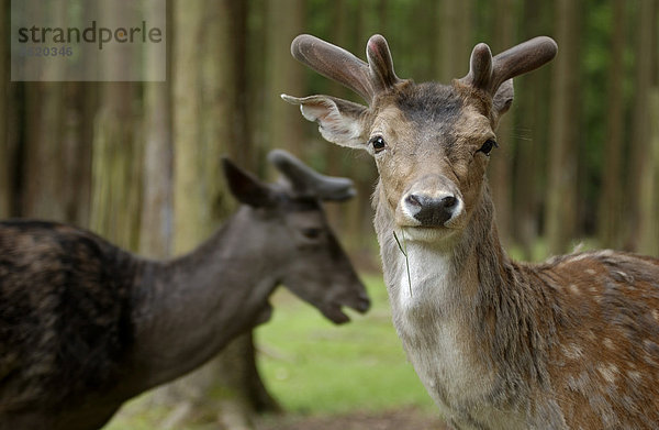 Damhirsch (Dama dama)  im Wald  Wildpark Büdingen  Hessen  Deutschland  Europa  ÖffentlicherGrund