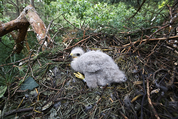 Mäusebussard (Buteo buteo)  drei Wochen alter beringter Jungvogel im Nest in etwa 14 Meter Höhe  Berlin  Deutschland  Europa