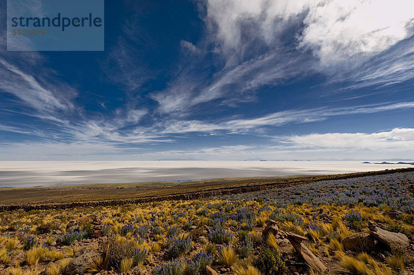 Bergwiese  Salar de Uyuni  Uyuni  Bolivien  Südamerika