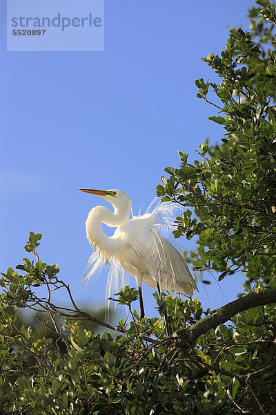 Silberreiher (Egretta alba)  adult  balzend  im Prachtkleid  im Brutkleid  auf Baum  Florida  USA