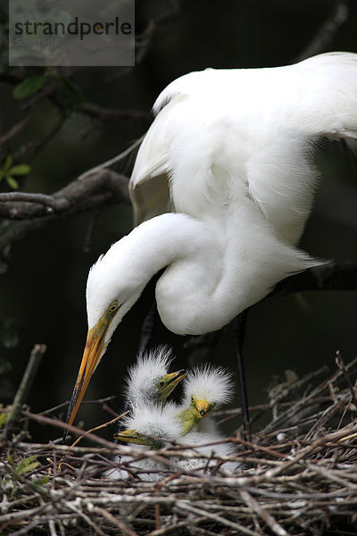 Silberreiher (Egretta alba)  Jungvögel  im Nest  Florida  USA