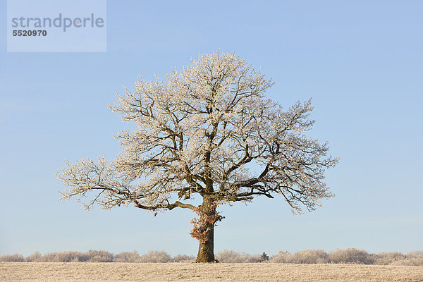 Mit Reif bedeckte Stiel-Eiche (Quercus robur) Schwäbische Alb  Baden-Württemberg  Deutschland  Europa