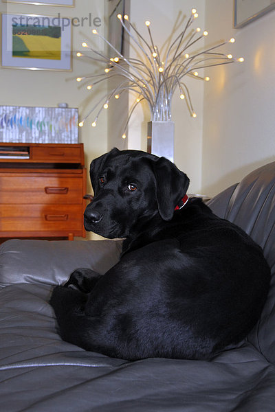 Labrador Retriever (Canis lupus familiaris)  junger schwarzer Rüde im Wohnzimmer auf dem Sofa