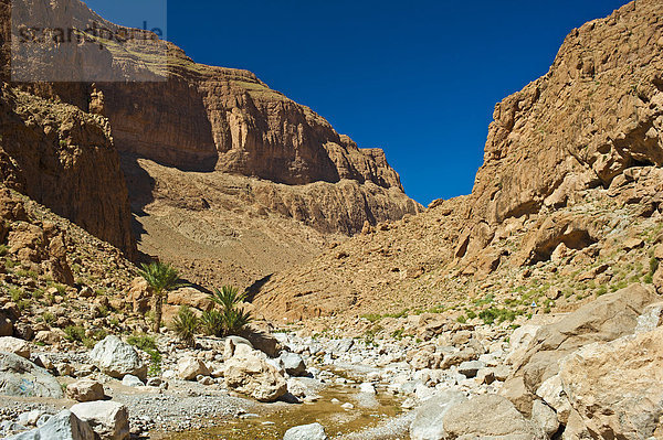 Todhra-Schlucht  Felsenschlucht mit kleinen Palmen und fast ausgetrocknetem Flusslauf  Tinerhir  Südmarokko  Marokko  Afrika