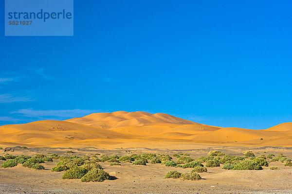 Sanddünen des Erg Chebbi  im Vordergrund Pflanzenpolster  Sahara  Südmarokko  Marokko  Afrika