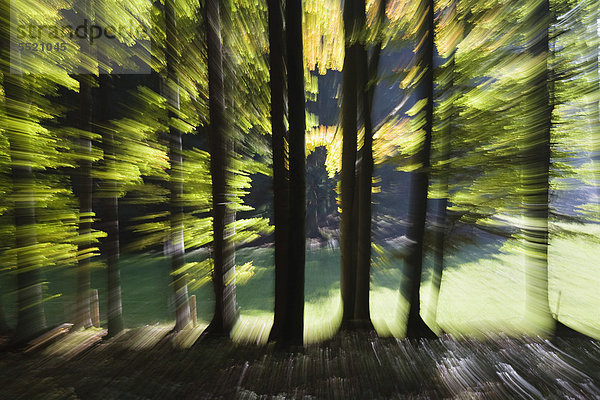 Waldimpression im Herbst  Mischwald  Deutschland  Europa