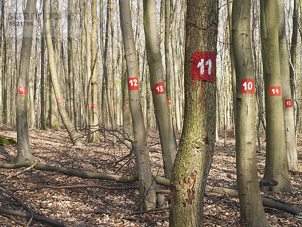 Baum  Wald  Nummer