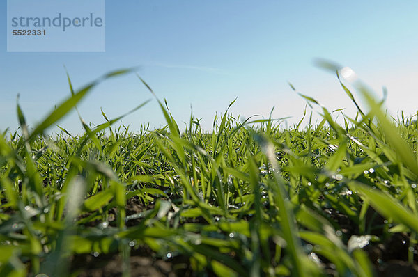 Nahaufnahme von hohem Gras im Feld