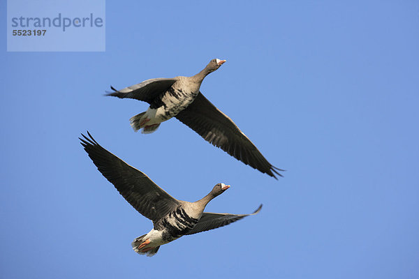 Blässgänse  Blessgänse (Anser albifrons)  im Flug  Naturschutzgebiet Bislicher Insel  Kreis Wesel  Nordrhein-Westfalen  Deutschland  Europa