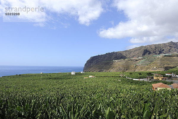 Bananenanbau an der Küste bei Tazacorte  La Palma  Kanarische Inseln  Kanaren  Spanien  Europa  ÖffentlicherGrund