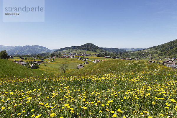 Dandelion meadow  Hittisau  Bregenzerwald region  Vorarlberg  Austria  Europe