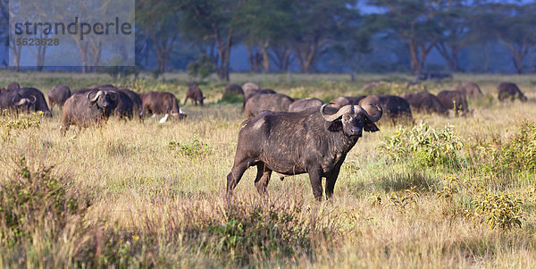 Afrikanische Büffel (Syncerus caffer) im Morgenlicht  Lake Nakuru Nationalpark  Kenia  Ostafrika  Afrika  ÖffentlicherGrund
