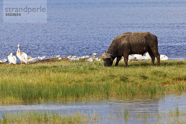 Afrikanischer Büffel (Syncerus caffer) und Rosa Pelikane (Pelecanus onocrotalus)  Lake-Nakuru-Nationalpark  Kenia  Ostafrika  Afrika  ÖffentlicherGrund