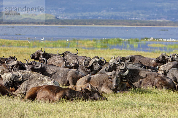 Große Gruppe von Afrikanischen Büffeln (Syncerus caffer) liegt am Lake Nakuru  Lake-Nakuru-Nationalpark  Kenia  Ostafrika  Afrika  ÖffentlicherGrund