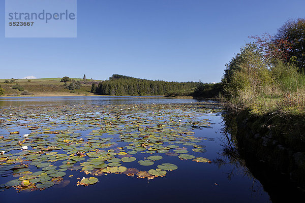 Weiße Seerose (Nymphaea alba)  Teich in Saint Merd les Oussines  Parc Naturel Regional de Millevaches en Limousin  Regionaler Naturpark Millevaches en Limousin  DÈpartement Correze  Frankreich  Europa
