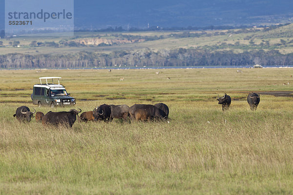 Gruppe von Afrikanischen Büffeln (Syncerus caffer)  Geländewagen  Lake Nakuru Nationalpark  Kenia  Ostafrika  Afrika  ÖffentlicherGrund