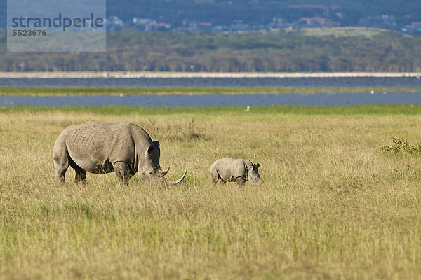 Breitmaulnashörner (Ceratotherium simum)  Alttier  Jungtier  Lake Nakuru Nationalpark  Kenia  Ostafrika  Afrika  ÖffentlicherGrund