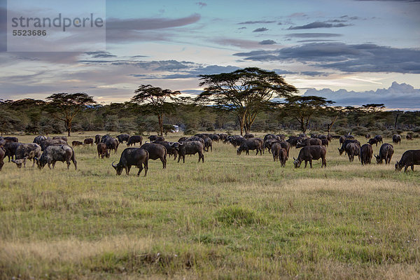 Gruppe von Büffeln (Syncerus caffer)  Lake-Nakuru-Nationalpark  Kenia  Ostafrika  Afrika  ÖffentlicherGrund