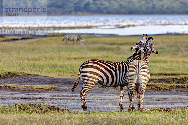 Zwei spielende Steppenzebras (Equus quagga boehmi)  Lake-Nakuru-Nationalpark  Kenia  Ostafrika  Afrika  ÖffentlicherGrund