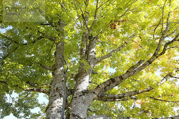 Roteiche (Quercus rubra)  DÈpartement CorrËze  Frankreich  Europa