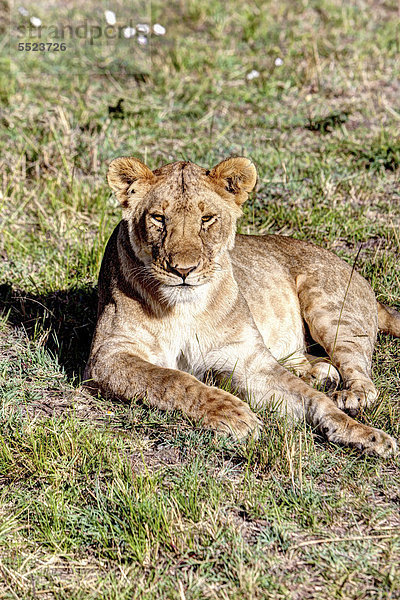 Junge Löwin (Panthera leo)  Masai Mara Nationalpark  Kenia  Ostafrika  Afrika  ÖffentlicherGrund