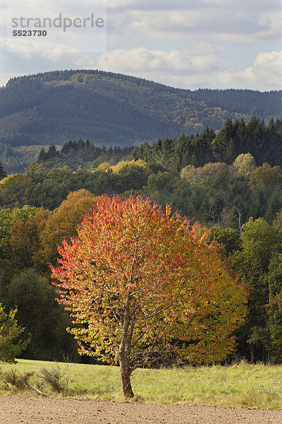 Kirschbaum in herbstlicher Landschaft  Regionaler Naturpark Millevaches en Limousin  Correze  Frankreich  Europa