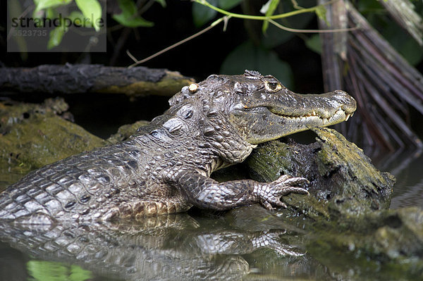 Brillenkaiman (Caiman crocodilus)  Tortuguero  Tortuguero-Nationalpark  Limon  Costa Rica  Zentralamerika