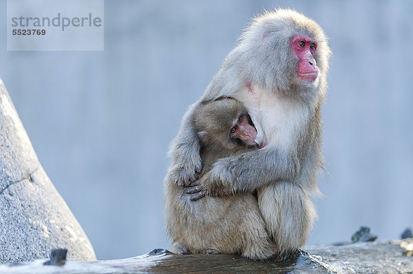 Rotgesichtsmakake (Macaca fuscata) mit Jungtier  Wilhelma  Stuttgart  Deutschland  Europa