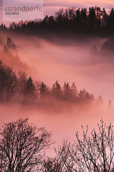 Wald verhüllt im Nebel im Licht der Dämmerung  Zug  Schweiz  Europa