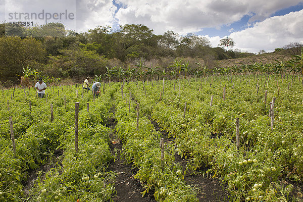 Tomatenanbau  Landwirtschaft  Terabona  nordöstliches Bergland  Nicaragua  Zentralamerika