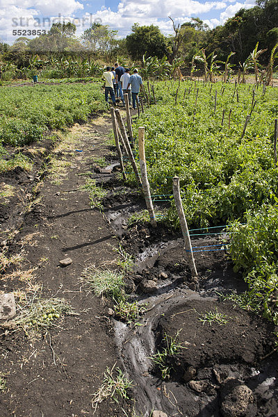 Bewässerungsrinnen zwischen den Tomatenfeldern  Landwirtschaft  Terabona  nordöstliches Bergland  Nicaragua  Zentralamerika