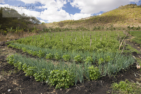 Gemischter Anbau von Bohnen und Zwiebeln  hinten Tomaten  Landwirtschaft  Terabona  nordöstliches Bergland  Nicaragua  Zentralamerika