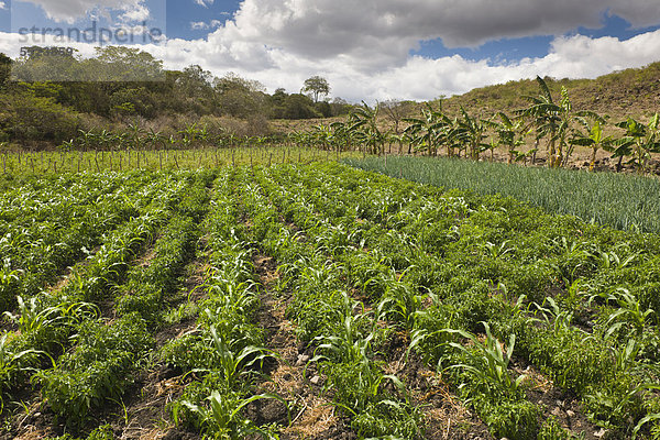 Mais Zuckermais Kukuruz Kaffeebohne Landwirtschaft mischen Feld Mittelamerika Tomate Zwiebel Rückansicht Bohne Mixed Nicaragua rechts